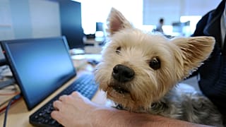 "The tolerance for pets (at work) during the pandemic has increased," Tungsten Collaborative president Bill Dicke said. 