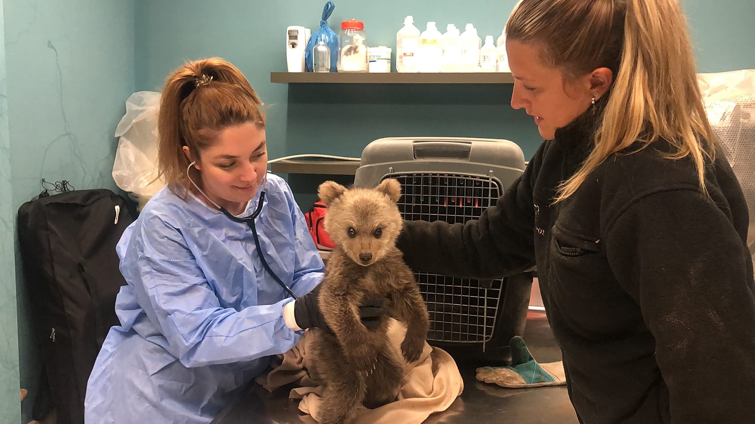 Πρώτος έλεγχος που έγινε στο αρκουδάκι στο Κτηνιατρείο Άγριων Ζώων του Διεθνούς Περιβαλλοντικού Κέντρου