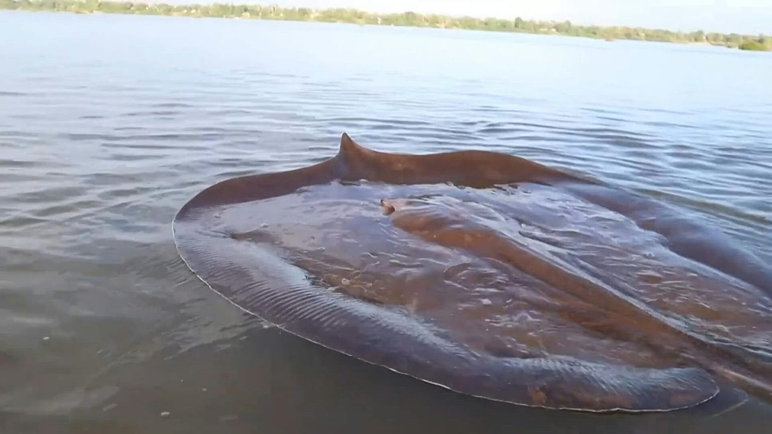 Raie géant dans le fleuve du Mékong au Cambodge 