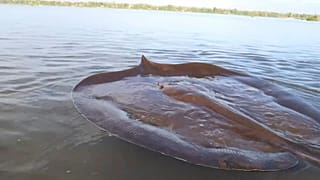Raie géant dans le fleuve du Mékong au Cambodge
