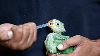 Birds are falling from the sky as a result of a heatwave in India.