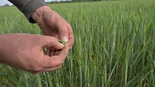Seca acontece na altura da formação dos grãos de trigo