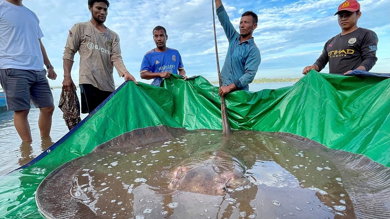 The stingray was accidentally caught by fishermen in an 80-metre (260 ft) deep pool in the Mekong in Cambodia's northeastern Stung Treng province.