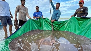 The stingray was accidentally caught by fishermen in an 80-metre (260 ft) deep pool in the Mekong in Cambodia's northeastern Stung Treng province.