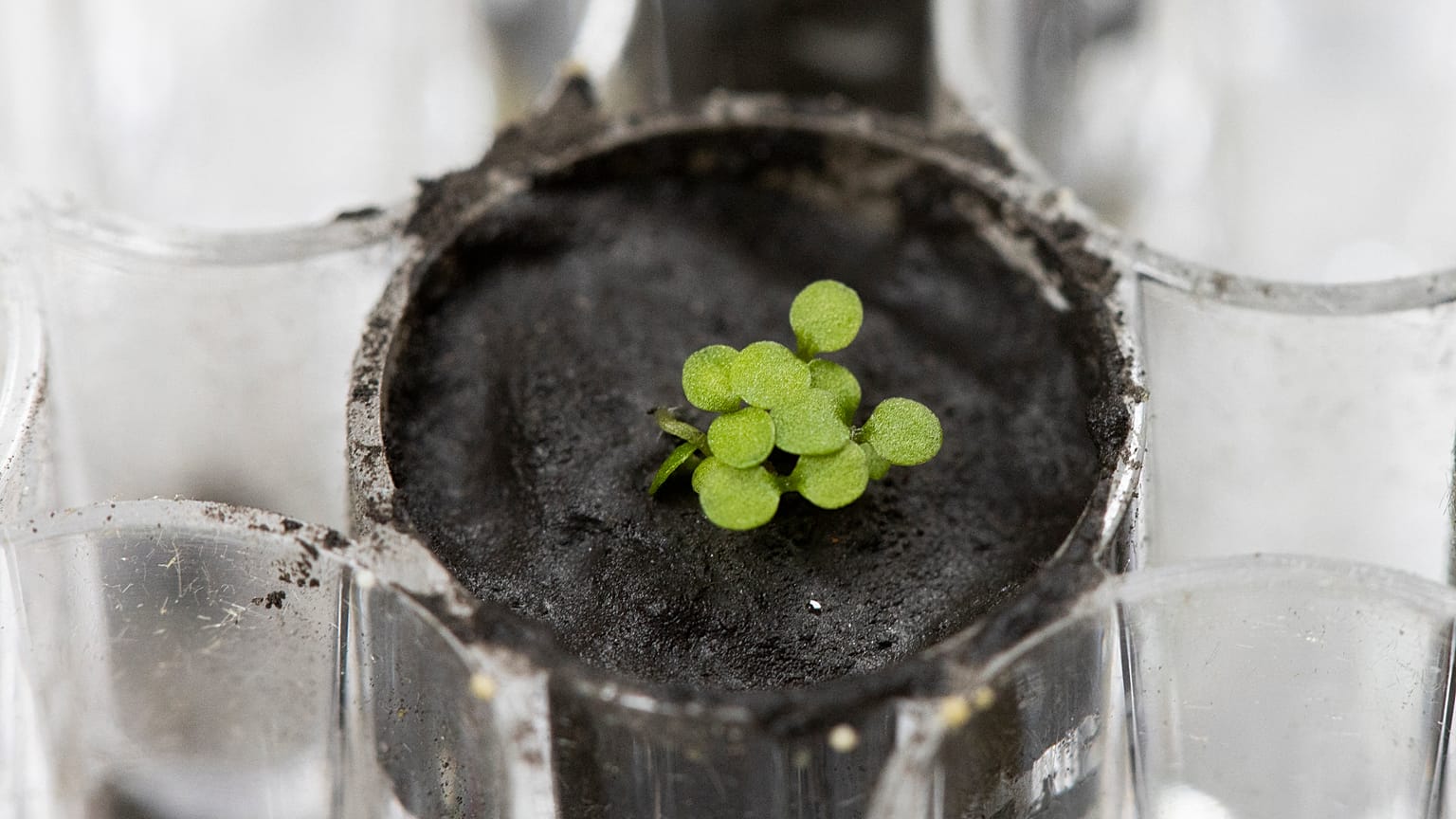 Planta cultivada em amostra de solo lunar recolhido pela missão Apollo
