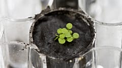 Planta cultivada em amostra de solo lunar recolhido pela missão Apollo