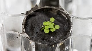 Planta cultivada em amostra de solo lunar recolhido pela missão Apollo