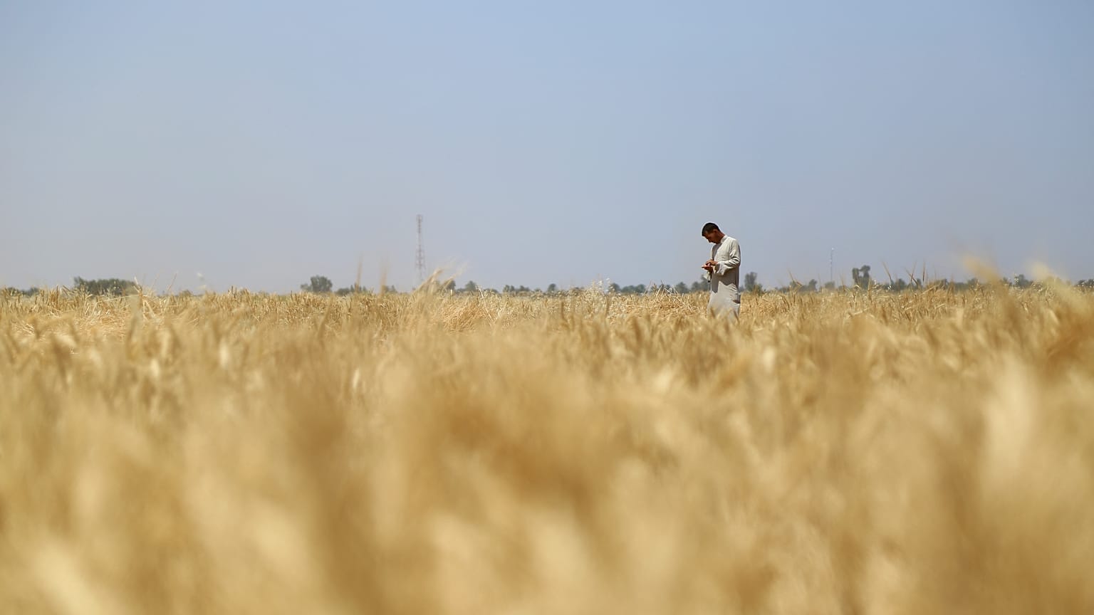 قمح في العراق