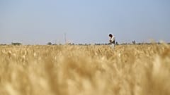قمح في العراق