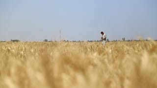 قمح في العراق