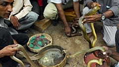 دوستداران حیات وحش در هند تعدادی افعی را از دست مارگیرها نجات داده‌اند.