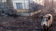 Archivo: Imagen de unos jabalíes salvajes