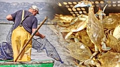 Invasive Arten im Mittelmeer: das Beste aus neuen Realitäten machen