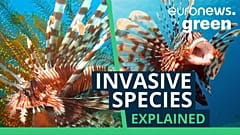 The lionfish is the fastest invasive species to spread in the Mediterranean Sea.