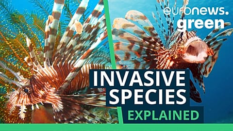 The lionfish is the fastest invasive species to spread in the Mediterranean Sea.