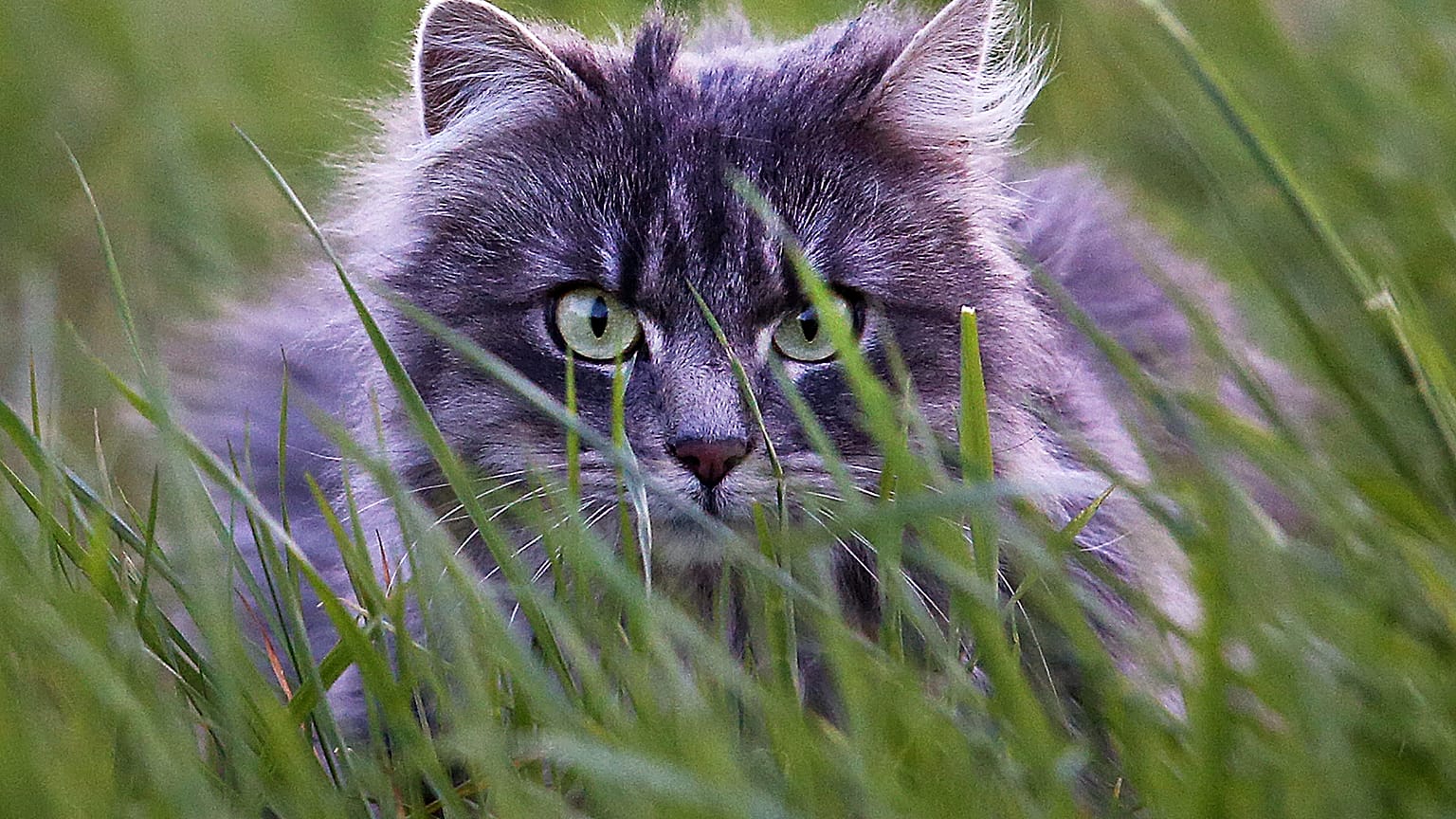 The order has reportedly generated angry hisses from cat owners in the town.