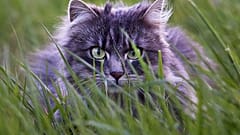 The order has reportedly generated angry hisses from cat owners in the town.