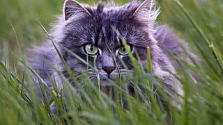 The order has reportedly generated angry hisses from cat owners in the town.
