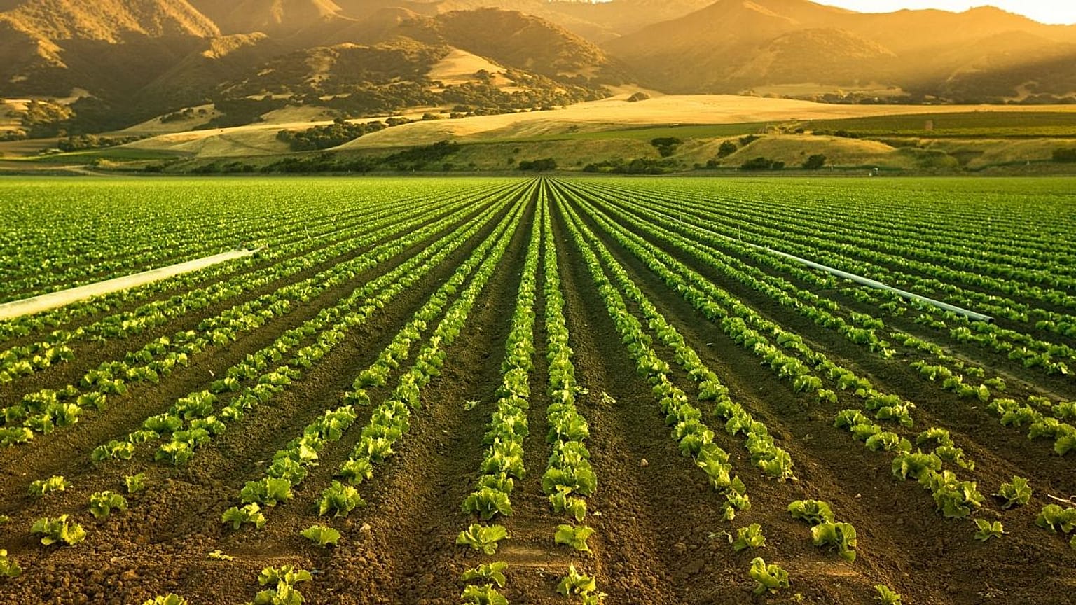 L'urine répandue sur les cultures a donné de bons résultats selon la chambre d'agriculture en France.