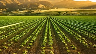 L'urine répandue sur les cultures a donné de bons résultats selon la chambre d'agriculture en France.