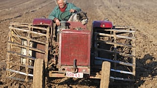 A farmer and his dog sit on a tractor and ploughs the land, in Passendale, western Belgium.