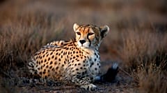 Mideast Iran Asiatic Cheetah
