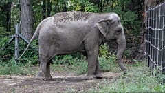 An elephant named Happy is pictured in the Bronx Zoo, in New York City, New York, U.S.