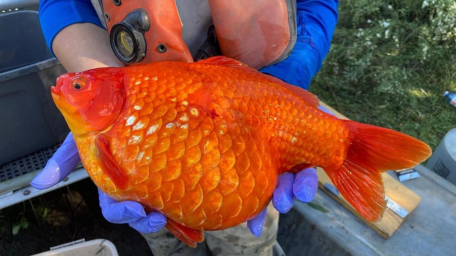 Un poisson rouge géant