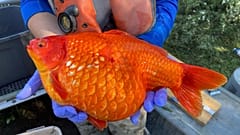 Un poisson rouge géant