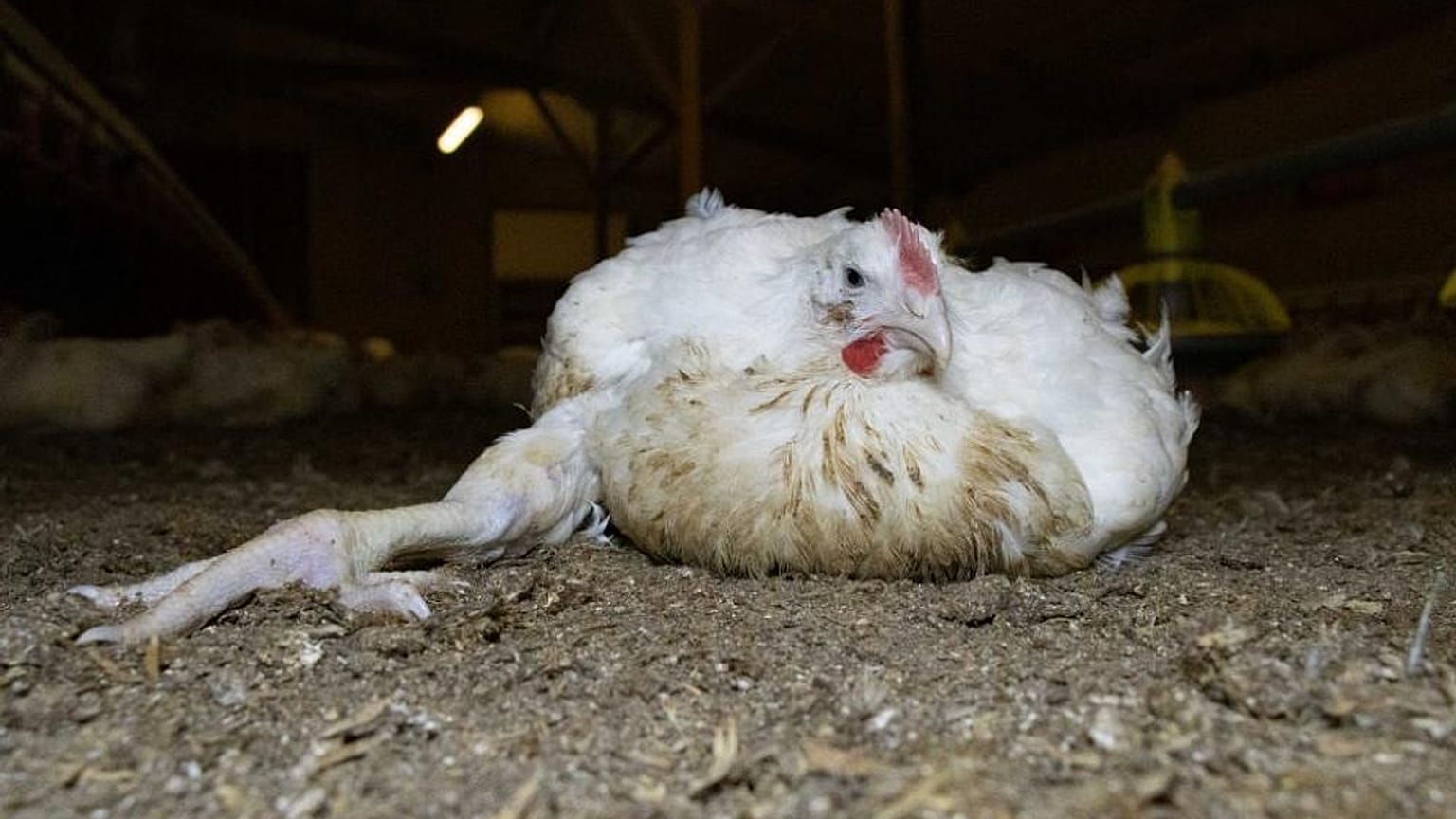 Un poulet "Frankenstein" incapable d'utiliser ses pattes.