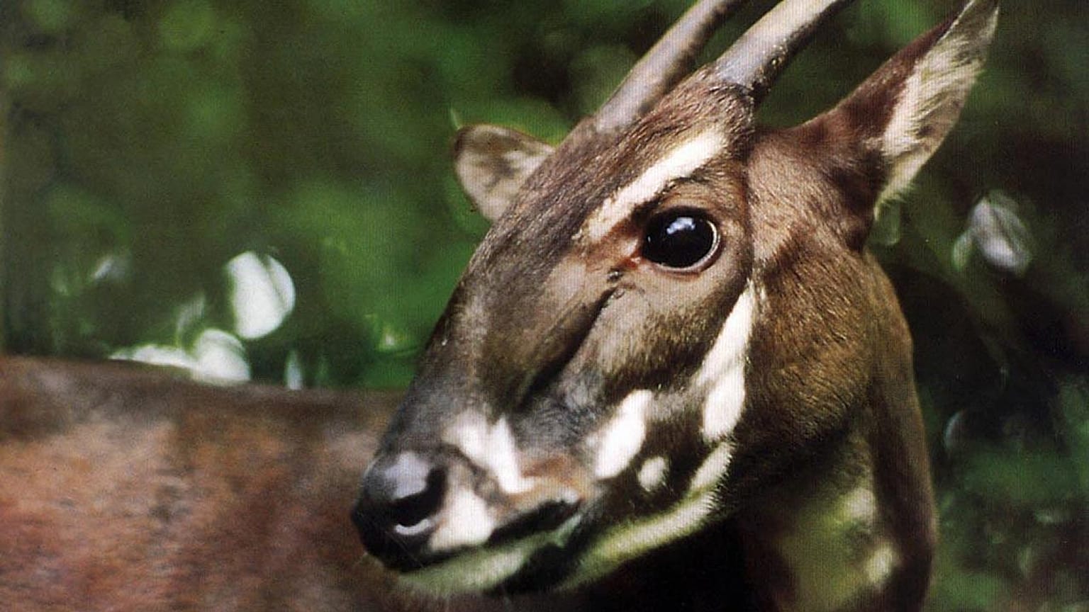 Les saolas sont les animaux les plus menacés au monde.