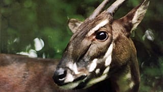Les saolas sont les animaux les plus menacés au monde.