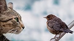 Katzen jagen laut NABU nicht in erster Linie dem Nahrungserwerb sondern dem Jagdtrainig.