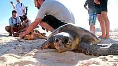 Marwa (Caretta Caretta) auf dem Weg in die Freiheit