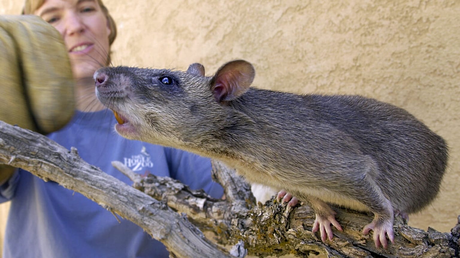 Gambia-Riesenhamsterratten waren möglicherweise schuld am Ausbruch von Affenpocken in Mittleren Westen der USA 2003