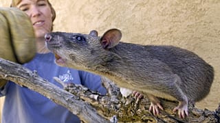 Gambia-Riesenhamsterratten waren möglicherweise schuld am Ausbruch von Affenpocken in Mittleren Westen der USA 2003