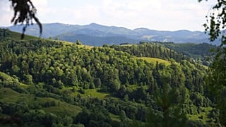 Abate de árvores na Roménia deixa apenas 20% das árvores antigas