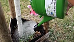 Berliner Bäume haben Trockenstress