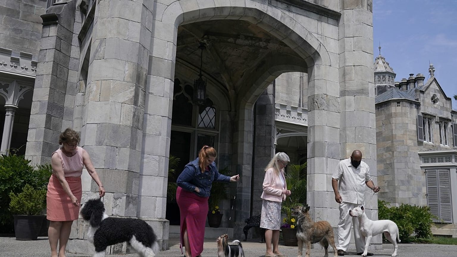 Soldan sağa: Barbet, Biewer Terrier, Belgian Laekenois ve Dogo Argentino cinsi köpekler