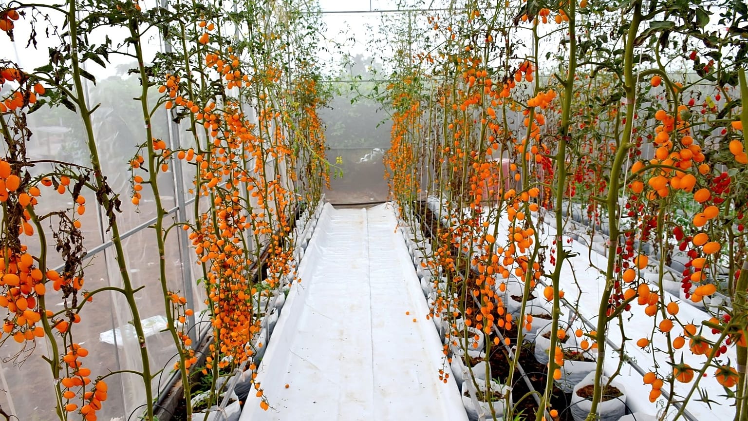 Scientists are gene-editing tomatoes.