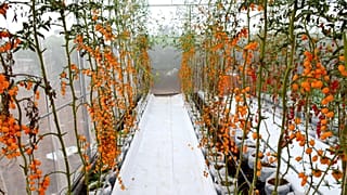 Scientists are gene-editing tomatoes.