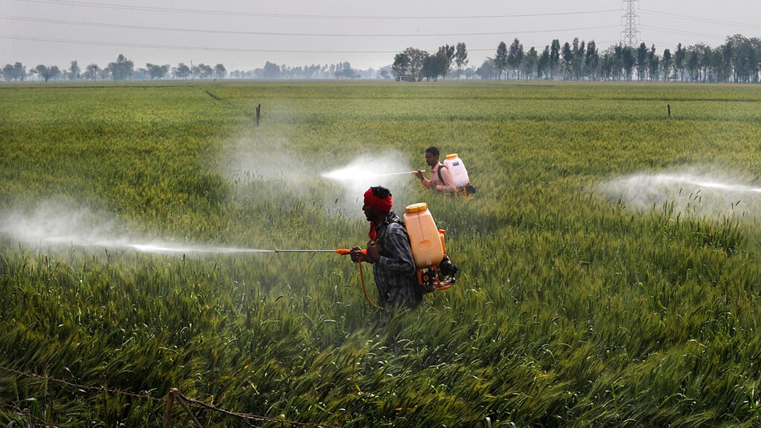 Des pesticides en train d'être répandus sur un champ de blé dans le village de Moga au Punjab, en Inde - Mars 2021