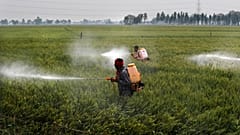 Des pesticides en train d'être répandus sur un champ de blé dans le village de Moga au Punjab, en Inde - Mars 2021