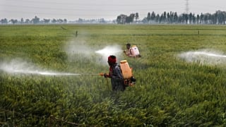 Des pesticides en train d'être répandus sur un champ de blé dans le village de Moga au Punjab, en Inde - Mars 2021