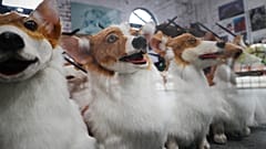 For the Queen's Platinum Jubilee parade, an arts company have been creating puppets out of a few of her favourite things 