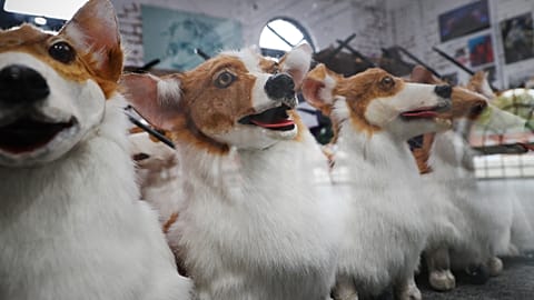 For the Queen's Platinum Jubilee parade, an arts company have been creating puppets out of a few of her favourite things 