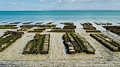 Der Anbau von Gemüse in Meerwasser könnte bei Süßwasserknappheit helfen