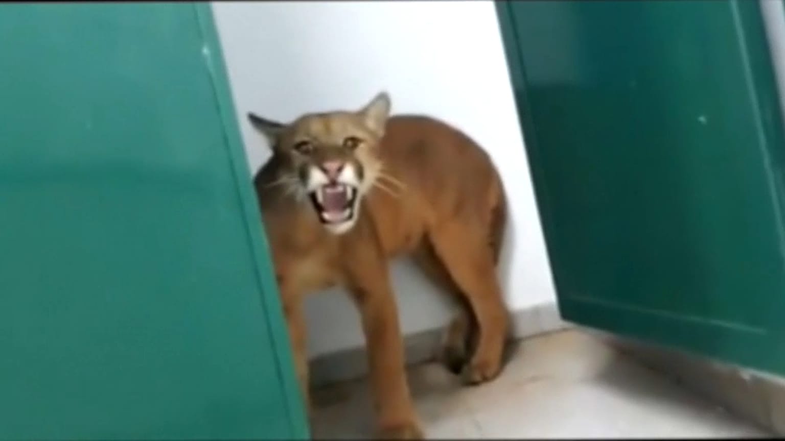 Não ganhou para o susto, o menino de nove anos que encontrou um puma na casa de banho da escola primária em Nova Lima, no Brasil