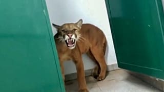 Az iskolában talált puma