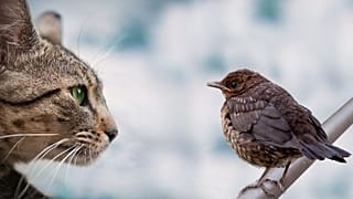 Les chats d'extérieur devront être enfermés d'avril à août pour les trois prochaines années à Walldorf en Allemagne.